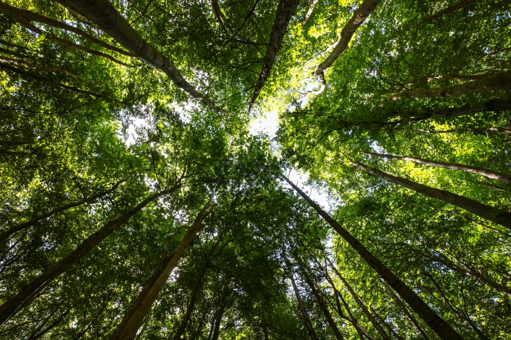 Sustainable forest, looking up towards the sky.