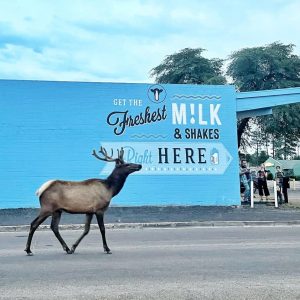 Client Spotlight: Danzeisen Dairy Dazzles Milk Lovers in Arizona