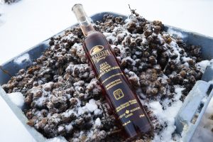 Bottle of 2013 Pillitteri Estates Winery cabernet sauvignon ice wine on top of bushel of frozen grapes. Gold ink acl label is done by stanpac ink.